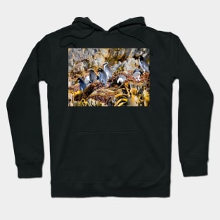 Snares Crested Penguins Hoodie